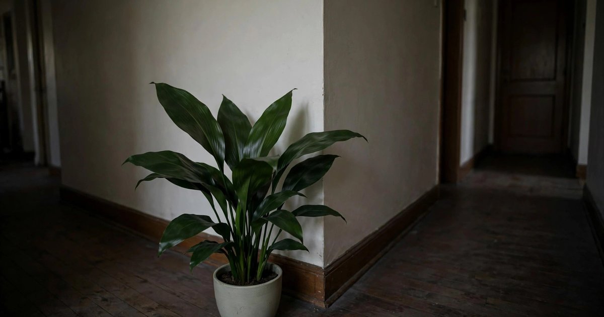Cast iron plant (Aspidistra)